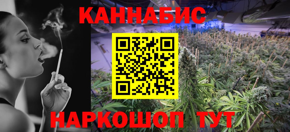 Каннабис планчик Ачхой-Мартан